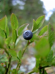 Image showing Blueberry