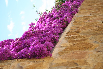 Image showing Wall with bougainvillea