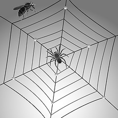 Image showing spider fly and web