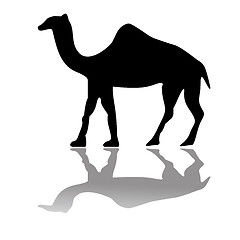 Image showing camel isolated on white