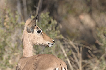 Image showing Impala