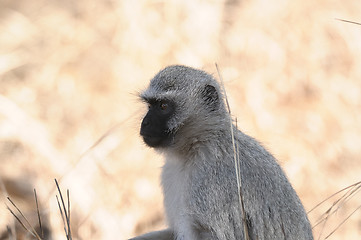 Image showing Vervet monkey