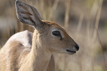 Image showing Impala