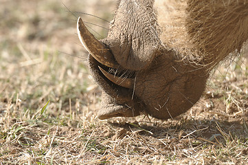 Image showing Warthog teeth