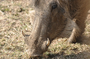 Image showing Warthog