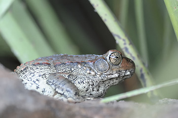 Image showing Frog