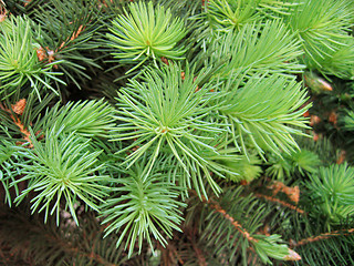 Image showing pine branches with young runaways