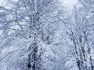 Image showing winter trees