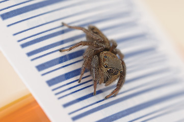 Image showing Spider