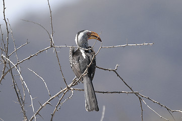 Image showing Hornbill