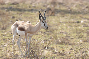 Image showing Springbok