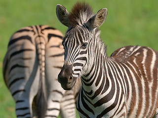 Image showing Zebra