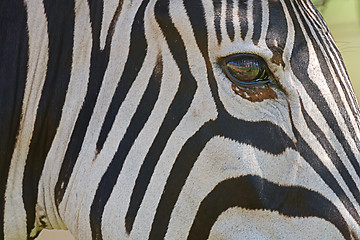 Image showing Zebra