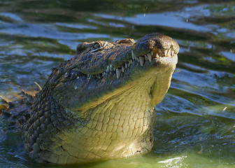 Image showing Crocodile