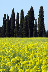 Image showing Tuscany