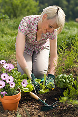 Image showing Gardening