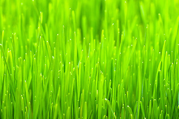 Image showing Wheatgrass