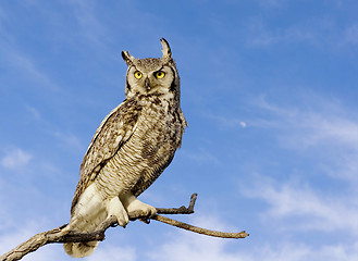 Image showing Great horned owl