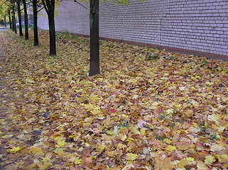 Image showing Yellow leaves