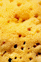 Image showing Sponge