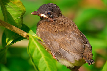 Image showing Baby bird