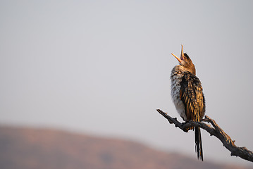 Image showing Cormorant