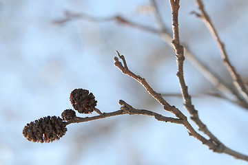 Image showing Alder