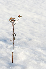 Image showing Lonely on the snow