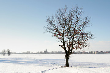 Image showing Winter tree