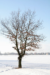 Image showing Lonely tree