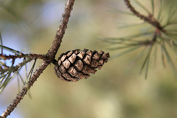 Image showing Pine cone