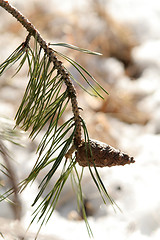 Image showing Pine cone