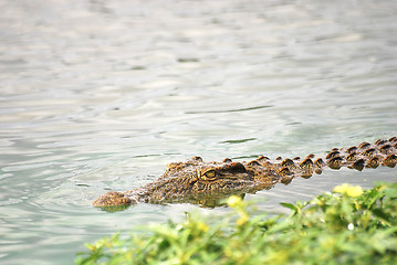 Image showing Crocodile