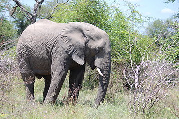 Image showing Elephant