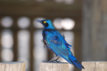 Image showing Cape glossy starling
