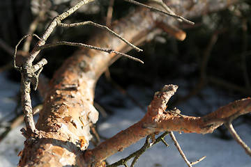 Image showing Trunk