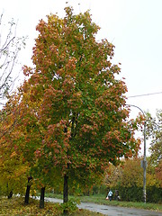 Image showing Autumn tree