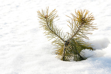 Image showing Baby pine