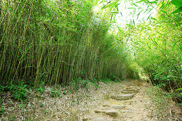 Image showing Green Bamboo Forest -- a path leads through a lush bamboo forest