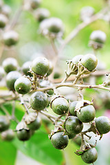 Image showing growing green fruits