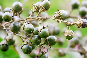 Image showing growing green fruits