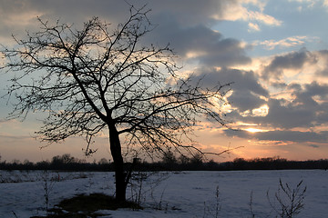 Image showing Lonely tree in the sunset