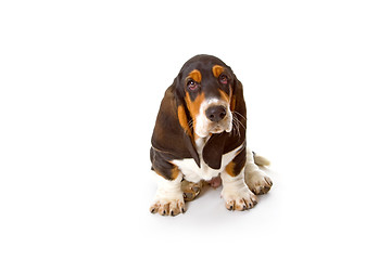 Image showing Cute basset puppy