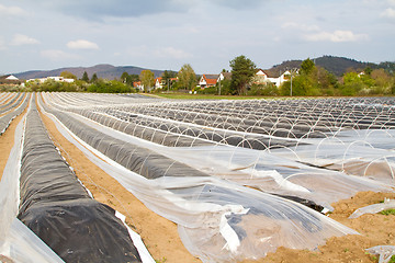 Image showing Asparagus field