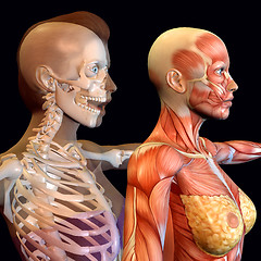 Image showing Body Worlds