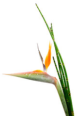 Image showing Strelitzia Reginae and reed