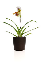 Image showing Beautiful orchid (Paphiopedilum Maudiae) 