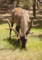 Image showing Beautiful Elk with New Antlers Grazing