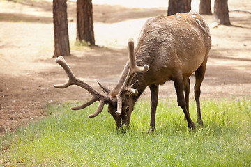 Image showing Beautiful Elk with New Antlers Grazing