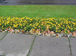 Image showing Autumn yellow flowers